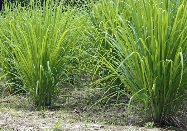 lemongrass