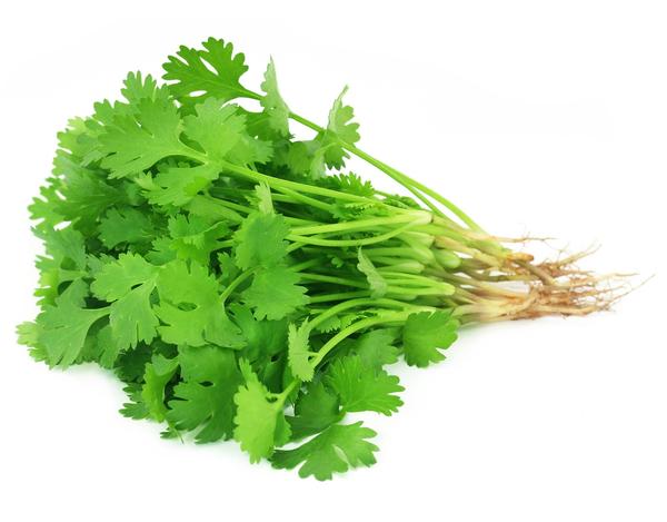 coriander