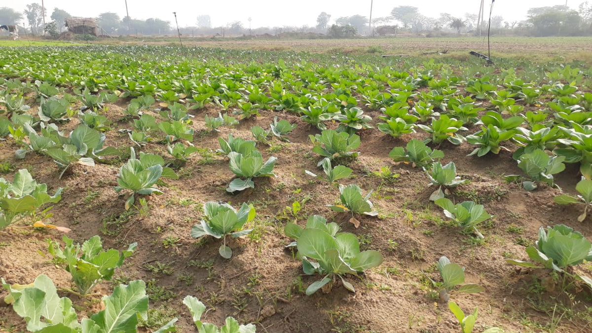 Rent a 1200 sq ft farm (4-5 family members) @ 10k/month – RLS Organic Farms